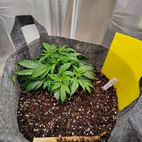 Arjan's Haze #3 growlog photo: After watering and LST. 
