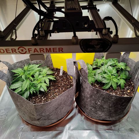 Arjan's Haze #3 growlog photo: After watering 