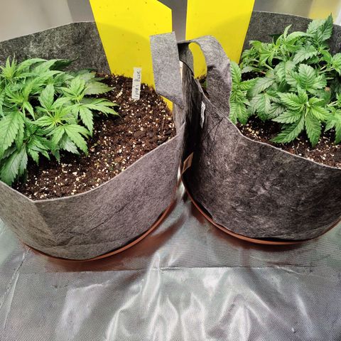 Arjan's Haze #3 growlog photo: After watering 