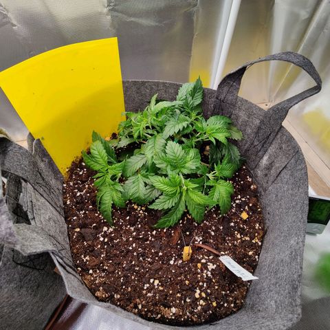 Super Lemon Haze growlog photo: After water and LST. 