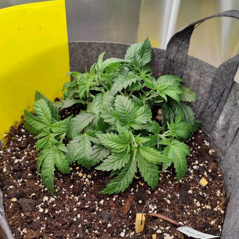 Super Lemon Haze growlog photo: After water and LST. 