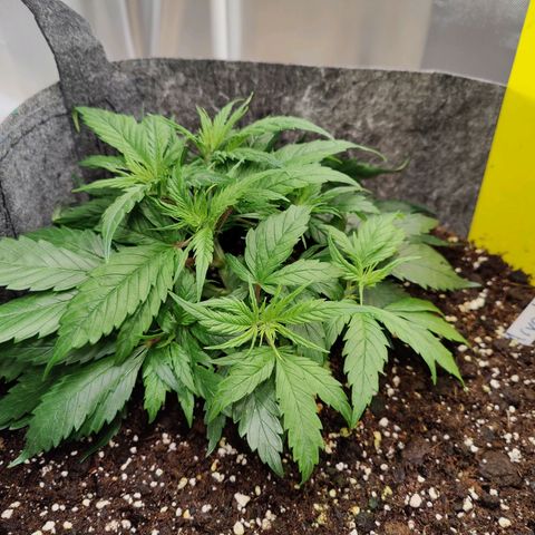Arjan's Haze #3 growlog photo: After watering and LST. 