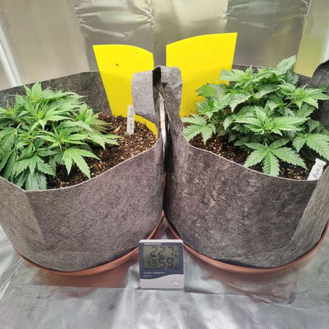 Arjan's Haze #3 growlog photo: Week 3.. Mid Veg