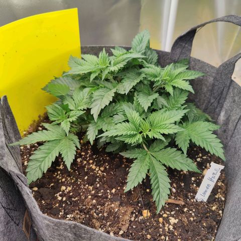 Arjan's Haze #3 growlog photo: Week 3.. Mid Veg
