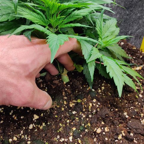 Arjan's Haze #3 growlog photo: Week 3.. Mid Veg