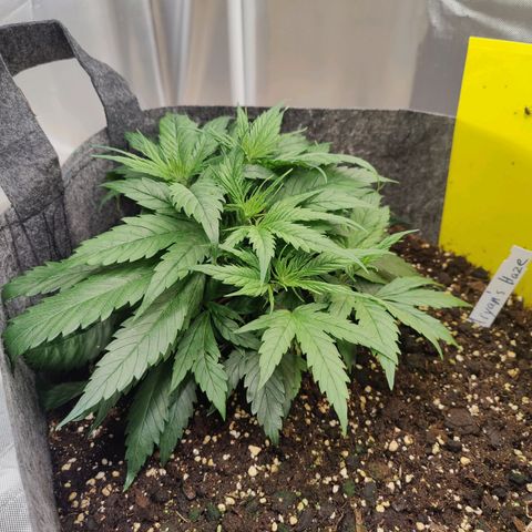 Arjan's Haze #3 growlog photo: Week 3.. Mid Veg