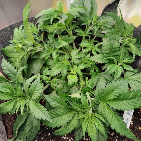 Super Lemon Haze growlog photo: Performed some more LST after watering as there were a lot of hidden new tops.
Spread around the pot and opened up the middle... Great aeration and light penetration!