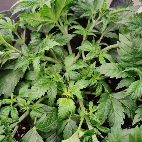 Super Lemon Haze growlog photo: Performed some more LST after watering as there were a lot of hidden new tops.
Spread around the pot and opened up the middle... Great aeration and light penetration!