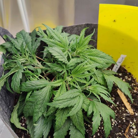 Arjan's Haze #3 growlog photo: Great growth and main stem is thick as my small finger.
Performed some light lst only on top nodes to lower the canopy and even itoit. 