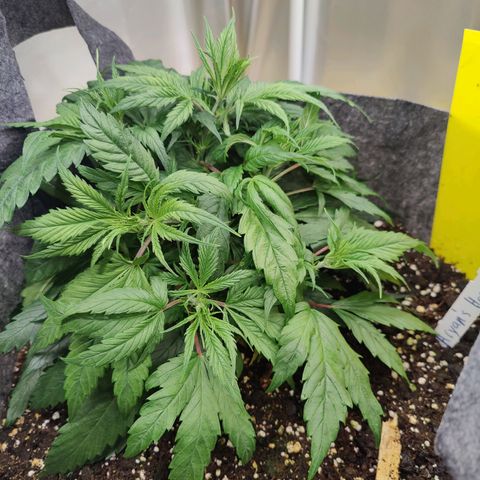 Arjan's Haze #3 growlog photo: Great growth and main stem is thick as my small finger.
Performed some light lst only on top nodes to lower the canopy and even itoit. 