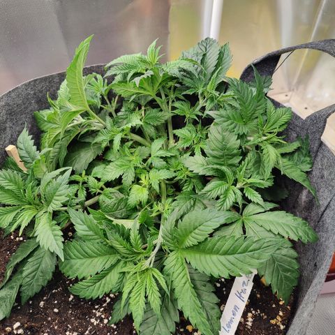 Super Lemon Haze growlog photo: Performed some more LST after watering as there were a lot of hidden new tops.
Spread around the pot and opened up the middle... Great aeration and light penetration!