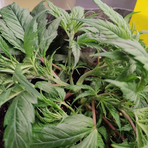 Arjan's Haze #3 growlog photo: Great growth and main stem is thick as my small finger.
Performed some light lst only on top nodes to lower the canopy and even itoit. 