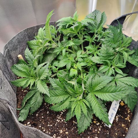 Super Lemon Haze growlog photo: Performed some more LST after watering as there were a lot of hidden new tops.
Spread around the pot and opened up the middle... Great aeration and light penetration!