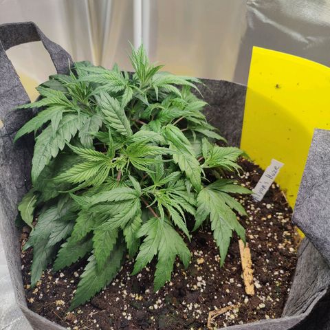 Arjan's Haze #3 growlog photo: Great growth and main stem is thick as my small finger.
Performed some light lst only on top nodes to lower the canopy and even itoit. 