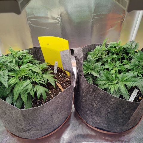Arjan's Haze #3 growlog photo: Both after watering... RH managing to keep it up at the moment as intake and e aust are still turn off.
RH around 70%
Temp stable now around 23.5°C