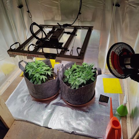 Arjan's Haze #3 growlog photo: Both after watering... RH managing to keep it up at the moment as intake and e aust are still turn off.
RH around 70%
Temp stable now around 23.5°C