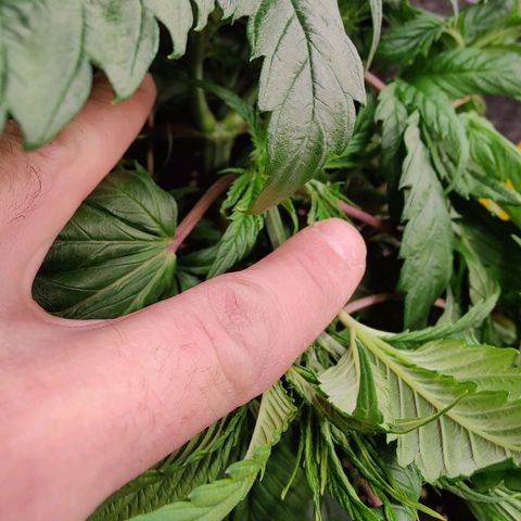 Arjan's Haze #3 growlog photo: Great growth and main stem is thick as my small finger.
Performed some light lst only on top nodes to lower the canopy and even itoit. 