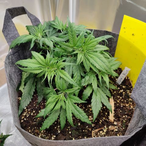 Arjan's Haze #3 growlog photo: Week 3 😜👌