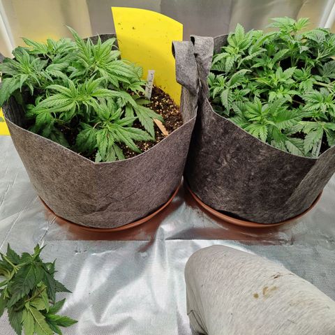 Arjan's Haze #3 growlog photo: Week 3 😜👌
