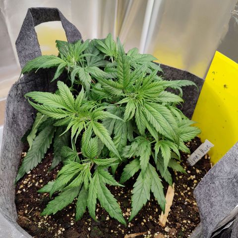 Arjan's Haze #3 growlog photo: Week 3 😜👌