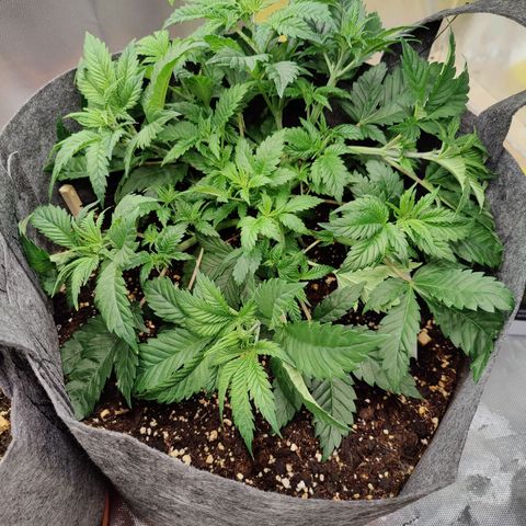 Arjan's Haze #3 growlog photo: Week 3 😜👌