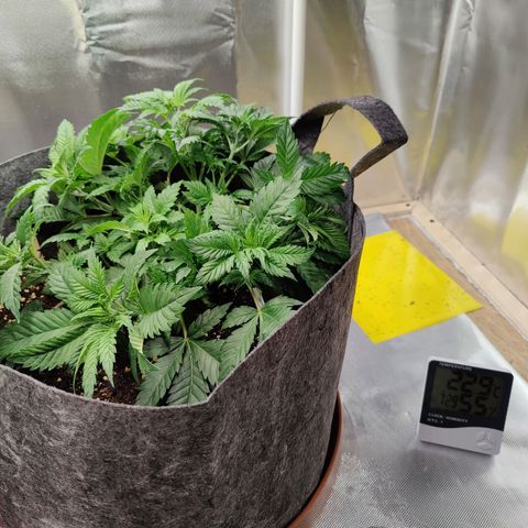 Arjan's Haze #3 growlog photo: Week 3 😜👌