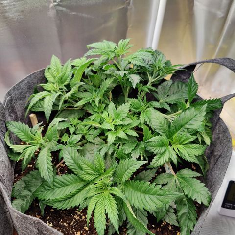 Arjan's Haze #3 growlog photo: Week 3 😜👌