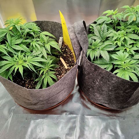 Arjan's Haze #3 growlog photo: Week 3 - Day 21
Starting last week of Veg tomorrow.. Not sure though