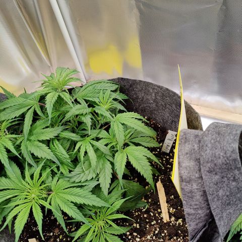 Arjan's Haze #3 growlog photo: Week 3 - Day 21
Starting last week of Veg tomorrow.. Not sure though