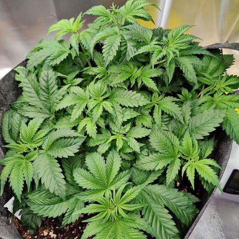 Arjan's Haze #3 growlog photo: Week 3 - Day 21
Starting last week of Veg tomorrow.. Not sure though