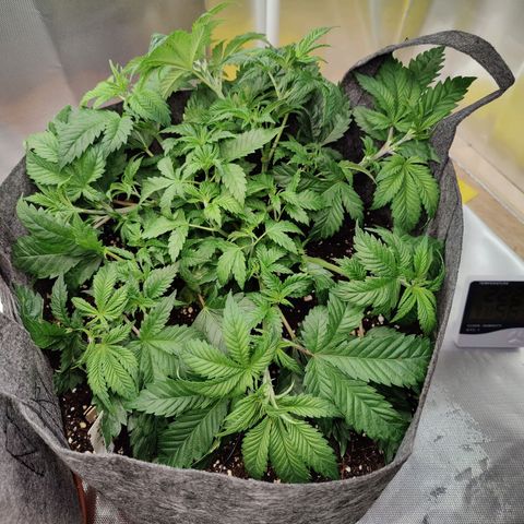 Arjan's Haze #3 growlog photo: Performed Lst on both again and spread as much as possible.
Super lemon has now filled the whole pot area with tops. 
