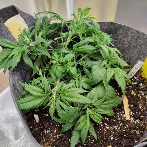 Arjan's Haze #3 growlog photo: Performed Lst on both again and spread as much as possible.
Super lemon has now filled the whole pot area with tops. 