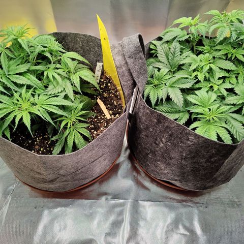 Arjan's Haze #3 growlog photo: Week 3 - Day 21
Starting last week of Veg tomorrow.. Not sure though