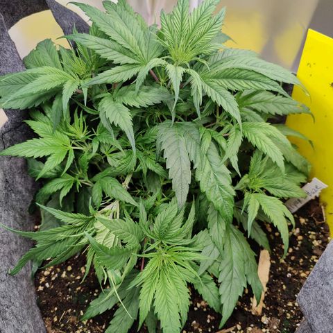Arjan's Haze #3 growlog photo: Performed Lst on both again and spread as much as possible.
Super lemon has now filled the whole pot area with tops. 