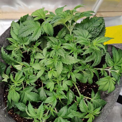 Arjan's Haze #3 growlog photo: Performed Lst on both again and spread as much as possible.
Super lemon has now filled the whole pot area with tops. 