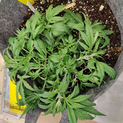 Arjan's Haze #3 growlog photo: Performed Lst on both again and spread as much as possible.
Super lemon has now filled the whole pot area with tops. 