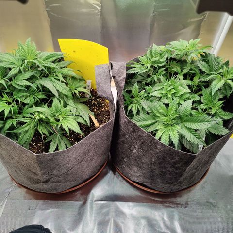 Arjan's Haze #3 growlog photo: Performed Lst on both again and spread as much as possible.
Super lemon has now filled the whole pot area with tops. 
