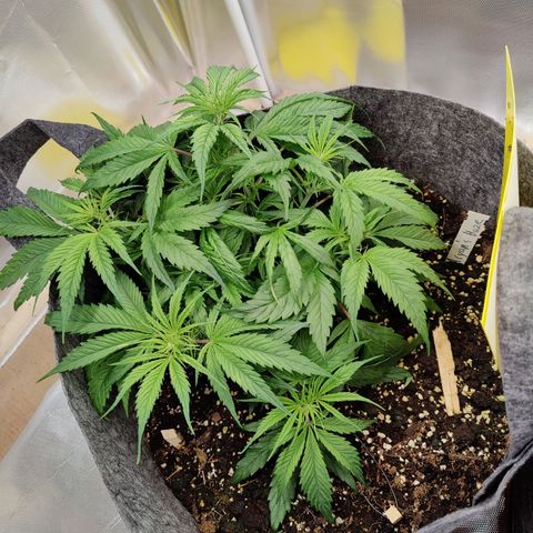 Arjan's Haze #3 growlog photo: Week 3 - Day 21
Starting last week of Veg tomorrow.. Not sure though