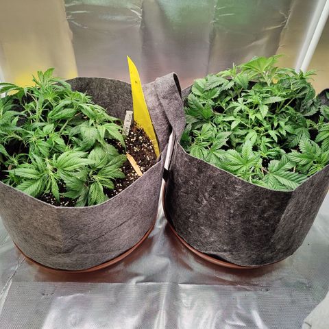 Arjan's Haze #3 growlog photo: Performed Lst on both again and spread as much as possible.
Super lemon has now filled the whole pot area with tops. 