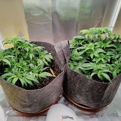 Arjan's Haze #3 growlog photo: Day 1 week 4a