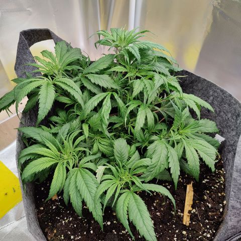 Arjan's Haze #3 growlog timeline photo