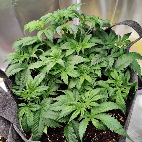 Super Lemon Haze growlog timeline photo