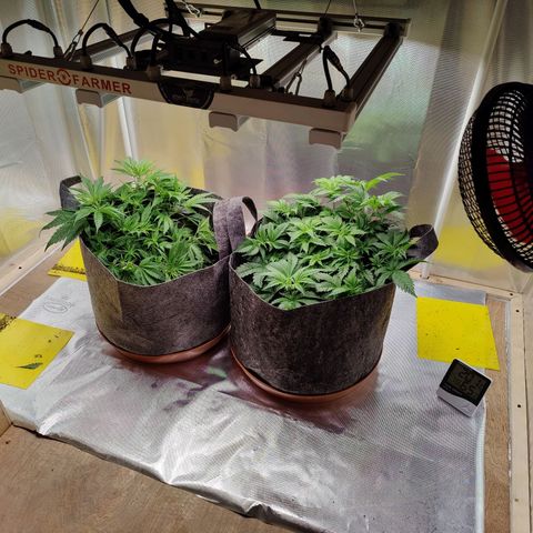 Arjan's Haze #3 growlog photo: Day 2 Week 4 of Veg... 
