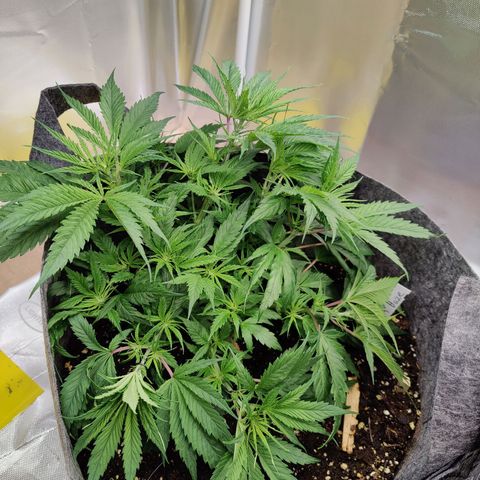 Arjan's Haze #3 growlog photo: Day 2 Week 4 of Veg... 