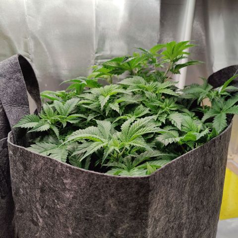 Arjan's Haze #3 growlog photo: Day 2 Week 4 of Veg... 