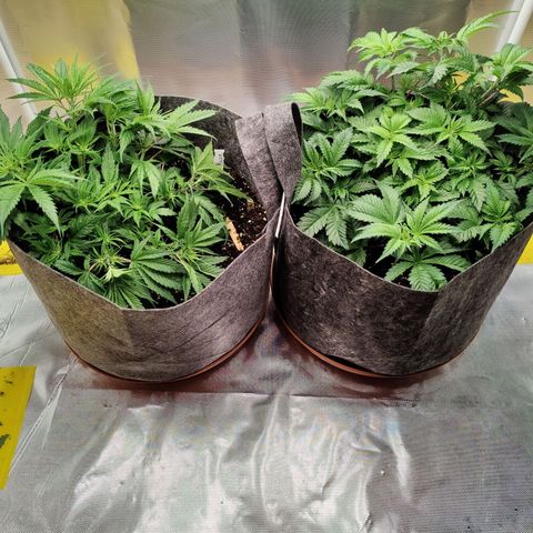 Arjan's Haze #3 growlog photo: Day 2 Week 4 of Veg... 