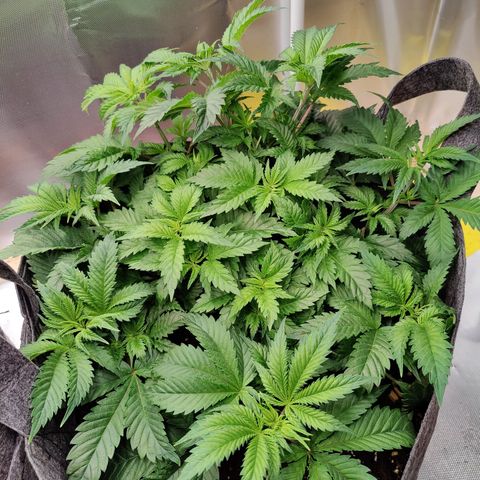 Arjan's Haze #3 growlog photo: Day 2 Week 4 of Veg... 