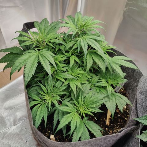 Arjan's Haze #3 growlog photo: Week 4 - Day 24