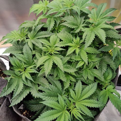 Arjan's Haze #3 growlog photo: Week 4 - Day 24