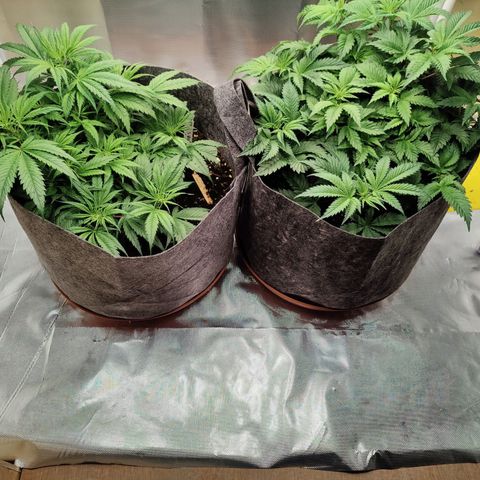 Arjan's Haze #3 growlog photo: Week 4 - Day 24